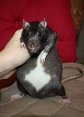 Щур (64 фото): як виглядають породи домашніх декоративних щурів? Звички ручної сатиновою щури та інших видів. Цікаві факти про крысках. Як вони бачать?