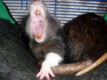 Щур (64 фото): як виглядають породи домашніх декоративних щурів? Звички ручної сатиновою щури та інших видів. Цікаві факти про крысках. Як вони бачать?