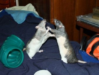 Щур (64 фото): як виглядають породи домашніх декоративних щурів? Звички ручної сатиновою щури та інших видів. Цікаві факти про крысках. Як вони бачать?