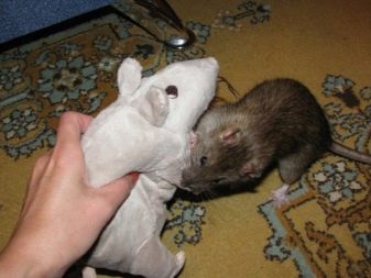 Щур (64 фото): як виглядають породи домашніх декоративних щурів? Звички ручної сатиновою щури та інших видів. Цікаві факти про крысках. Як вони бачать?