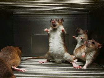 Щур (64 фото): як виглядають породи домашніх декоративних щурів? Звички ручної сатиновою щури та інших видів. Цікаві факти про крысках. Як вони бачать?