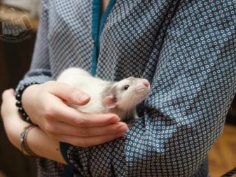 Щур (64 фото): як виглядають породи домашніх декоративних щурів? Звички ручної сатиновою щури та інших видів. Цікаві факти про крысках. Як вони бачать?