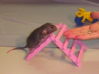 Щур (64 фото): як виглядають породи домашніх декоративних щурів? Звички ручної сатиновою щури та інших видів. Цікаві факти про крысках. Як вони бачать?