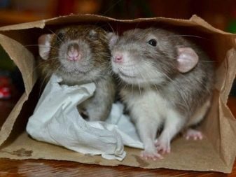 Щур (64 фото): як виглядають породи домашніх декоративних щурів? Звички ручної сатиновою щури та інших видів. Цікаві факти про крысках. Як вони бачать?