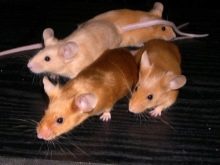 Щур (64 фото): як виглядають породи домашніх декоративних щурів? Звички ручної сатиновою щури та інших видів. Цікаві факти про крысках. Як вони бачать?