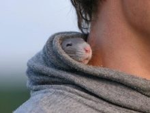 Щур (64 фото): як виглядають породи домашніх декоративних щурів? Звички ручної сатиновою щури та інших видів. Цікаві факти про крысках. Як вони бачать?