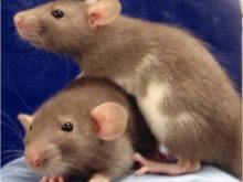 Щур (64 фото): як виглядають породи домашніх декоративних щурів? Звички ручної сатиновою щури та інших видів. Цікаві факти про крысках. Як вони бачать?