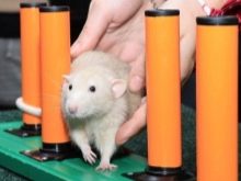 Щур (64 фото): як виглядають породи домашніх декоративних щурів? Звички ручної сатиновою щури та інших видів. Цікаві факти про крысках. Як вони бачать?