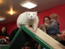 Щур (64 фото): як виглядають породи домашніх декоративних щурів? Звички ручної сатиновою щури та інших видів. Цікаві факти про крысках. Як вони бачать?