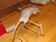 Щур (64 фото): як виглядають породи домашніх декоративних щурів? Звички ручної сатиновою щури та інших видів. Цікаві факти про крысках. Як вони бачать?