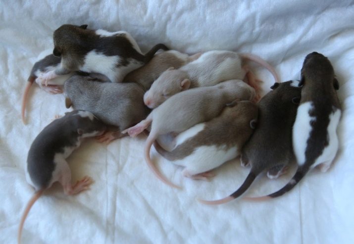 Щур (64 фото): як виглядають породи домашніх декоративних щурів? Звички ручної сатиновою щури та інших видів. Цікаві факти про крысках. Як вони бачать?