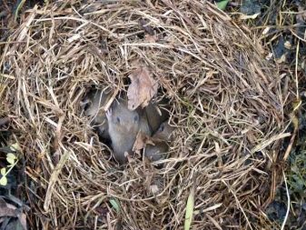 Щур (64 фото): як виглядають породи домашніх декоративних щурів? Звички ручної сатиновою щури та інших видів. Цікаві факти про крысках. Як вони бачать?