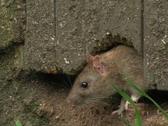 Щур (64 фото): як виглядають породи домашніх декоративних щурів? Звички ручної сатиновою щури та інших видів. Цікаві факти про крысках. Як вони бачать?