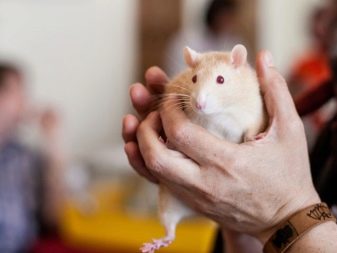 Щур (64 фото): як виглядають породи домашніх декоративних щурів? Звички ручної сатиновою щури та інших видів. Цікаві факти про крысках. Як вони бачать?