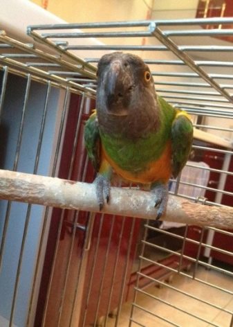 Сенегальський папуга (22 фото): вибір проса для сенегальського длиннокрылого папугу. Особливості його розведення. Скільки років він живе? Відгуки власників