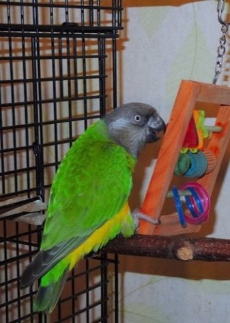 Сенегальський папуга (22 фото): вибір проса для сенегальського длиннокрылого папугу. Особливості його розведення. Скільки років він живе? Відгуки власників