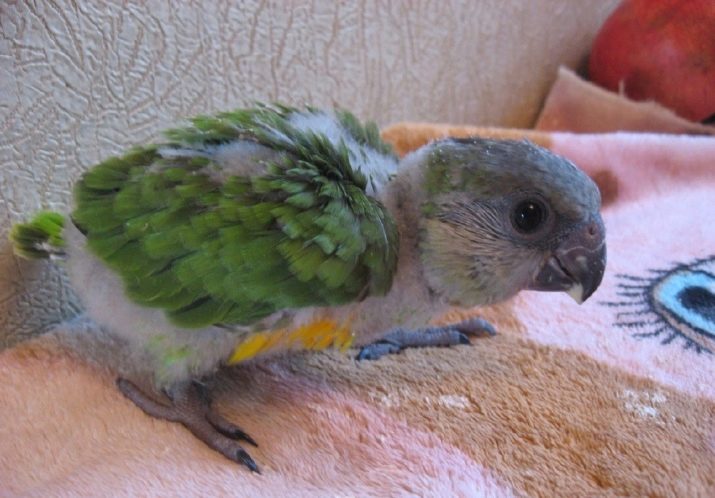 Сенегальський папуга (22 фото): вибір проса для сенегальського длиннокрылого папугу. Особливості його розведення. Скільки років він живе? Відгуки власників