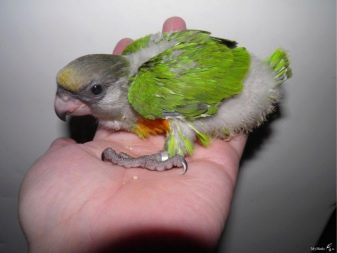 Сенегальський папуга (22 фото): вибір проса для сенегальського длиннокрылого папугу. Особливості його розведення. Скільки років він живе? Відгуки власників