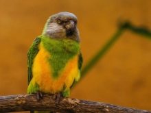 Сенегальський папуга (22 фото): вибір проса для сенегальського длиннокрылого папугу. Особливості його розведення. Скільки років він живе? Відгуки власників