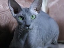 Сфінкс (52 фото): різновиди котів породи сфінкс. Особливості характеру єгипетського, донського та інших видів. Тонкощі догляду за ними. Відгуки власників
