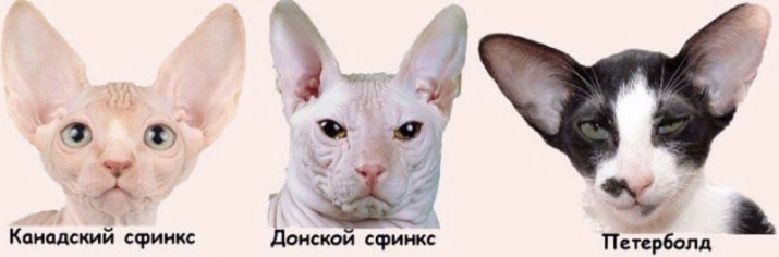 Сфінкс (52 фото): різновиди котів породи сфінкс. Особливості характеру єгипетського, донського та інших видів. Тонкощі догляду за ними. Відгуки власників