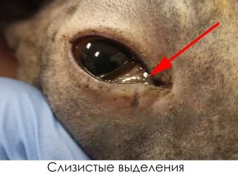 Сфінкс (52 фото): різновиди котів породи сфінкс. Особливості характеру єгипетського, донського та інших видів. Тонкощі догляду за ними. Відгуки власників