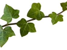 Шкарпетки SOSU (55 фото): японські шкарпетки для педикюру, інструкція та відгуки