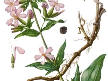 Шкарпетки SOSU (55 фото): японські шкарпетки для педикюру, інструкція та відгуки