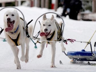 Шлея для собак (50 фото): як правильно надіти її на собак великих, середніх і дрібних порід? Як вибрати шлейку?