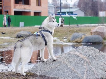Шлея для собак (50 фото): як правильно надіти її на собак великих, середніх і дрібних порід? Як вибрати шлейку?
