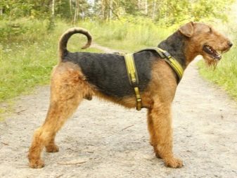 Шлея для собак (50 фото): як правильно надіти її на собак великих, середніх і дрібних порід? Як вибрати шлейку?