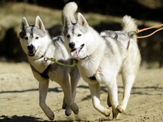 Шлея для собак (50 фото): як правильно надіти її на собак великих, середніх і дрібних порід? Як вибрати шлейку?