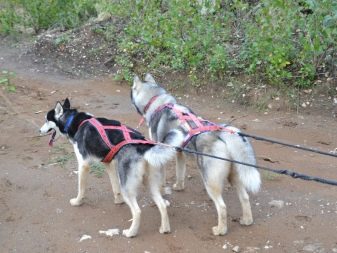 Шлея для собак (50 фото): як правильно надіти її на собак великих, середніх і дрібних порід? Як вибрати шлейку?