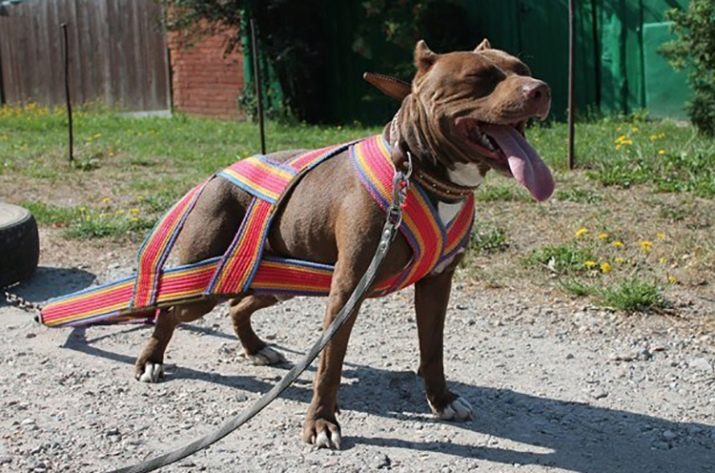 Шлея для собак (50 фото): як правильно надіти її на собак великих, середніх і дрібних порід? Як вибрати шлейку?