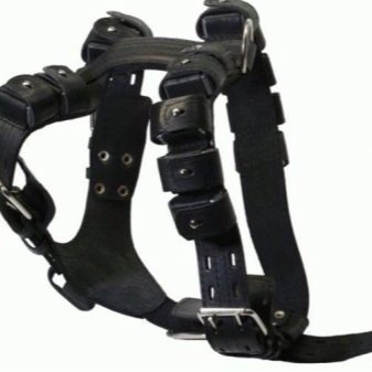 Шлея для собак (50 фото): як правильно надіти її на собак великих, середніх і дрібних порід? Як вибрати шлейку?