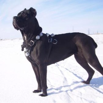 Шлея для собак (50 фото): як правильно надіти її на собак великих, середніх і дрібних порід? Як вибрати шлейку?
