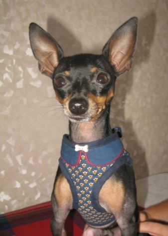 Шлея для собак (50 фото): як правильно надіти її на собак великих, середніх і дрібних порід? Як вибрати шлейку?