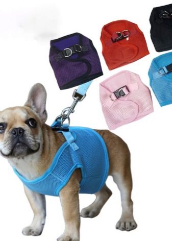 Шлея для собак (50 фото): як правильно надіти її на собак великих, середніх і дрібних порід? Як вибрати шлейку?