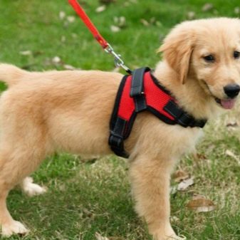 Шлея для собак (50 фото): як правильно надіти її на собак великих, середніх і дрібних порід? Як вибрати шлейку?