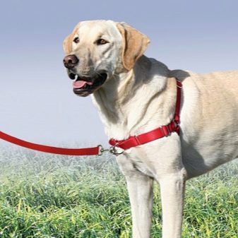 Шлея для собак (50 фото): як правильно надіти її на собак великих, середніх і дрібних порід? Як вибрати шлейку?