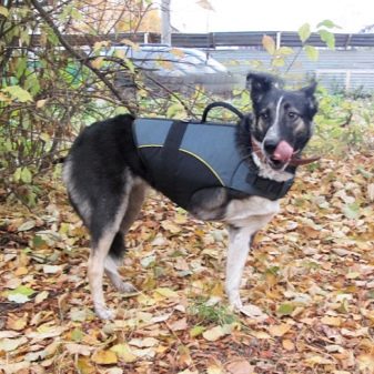 Шлея для собак (50 фото): як правильно надіти її на собак великих, середніх і дрібних порід? Як вибрати шлейку?