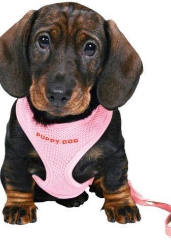 Шлея для собак (50 фото): як правильно надіти її на собак великих, середніх і дрібних порід? Як вибрати шлейку?