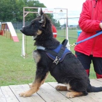 Шлея для собак (50 фото): як правильно надіти її на собак великих, середніх і дрібних порід? Як вибрати шлейку?