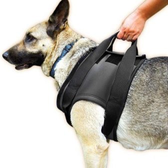 Шлея для собак (50 фото): як правильно надіти її на собак великих, середніх і дрібних порід? Як вибрати шлейку?