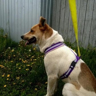 Шлея для собак (50 фото): як правильно надіти її на собак великих, середніх і дрібних порід? Як вибрати шлейку?