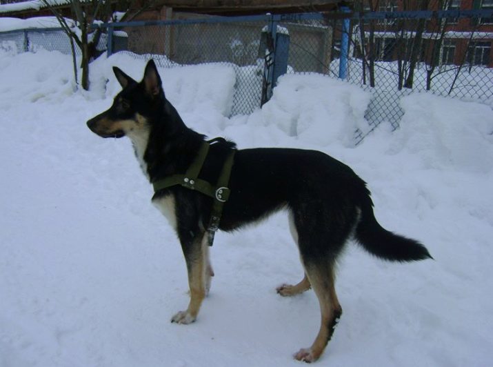 Шлея для собак (50 фото): як правильно надіти її на собак великих, середніх і дрібних порід? Як вибрати шлейку?