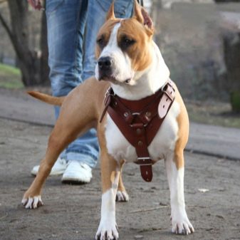Шлея для собак (50 фото): як правильно надіти її на собак великих, середніх і дрібних порід? Як вибрати шлейку?