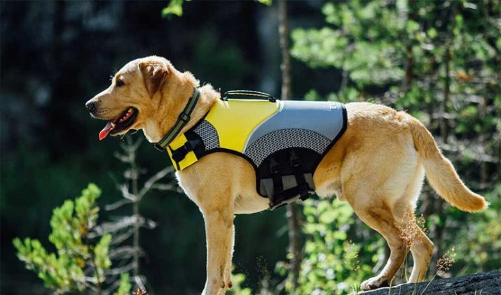 Шлея для собак (50 фото): як правильно надіти її на собак великих, середніх і дрібних порід? Як вибрати шлейку?