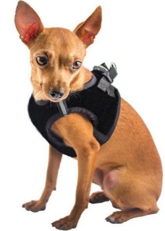 Шлея для собак (50 фото): як правильно надіти її на собак великих, середніх і дрібних порід? Як вибрати шлейку?