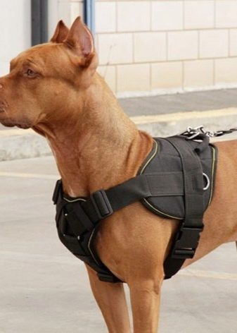 Шлея для собак (50 фото): як правильно надіти її на собак великих, середніх і дрібних порід? Як вибрати шлейку?